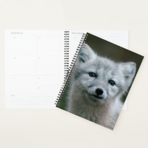 Getty Images Arctic Fox Kit Planer