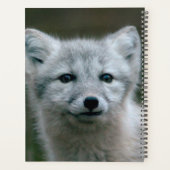 Getty Images | Arctic Fox Kit Planer (Rückseite)
