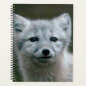 Getty Images | Arctic Fox Kit Planer (Vorderseite)