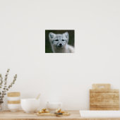 Getty Images | Arctic Fox Kit Poster (Küche)