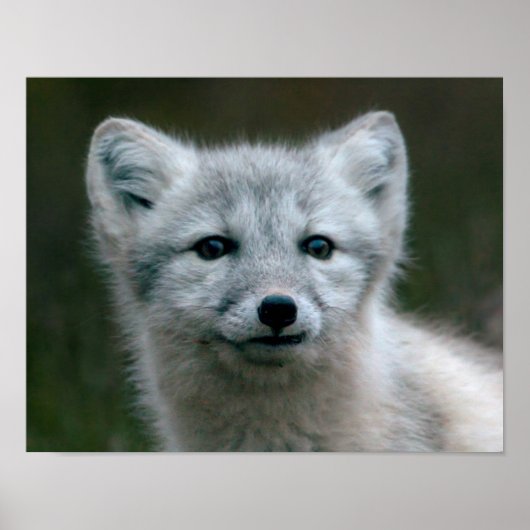 Getty Images | Arctic Fox Kit Poster (Vorne)