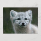 Getty Images | Arctic Fox Kit Postkarte (Vorderseite)