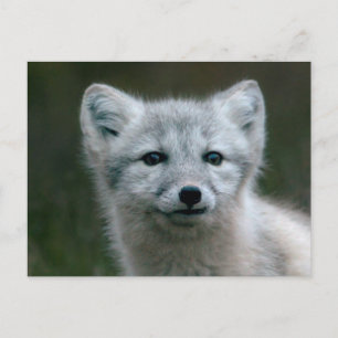 Getty Images   Arctic Fox Kit Postkarte