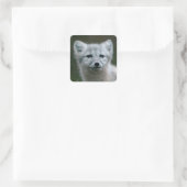 Getty Images | Arctic Fox Kit Quadratischer Aufkleber (Tasche)