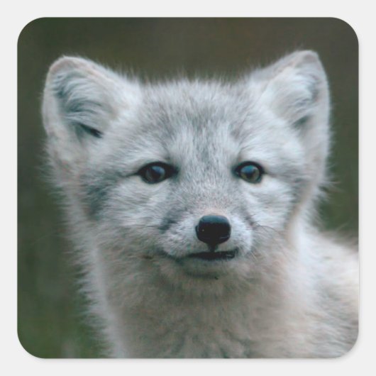 Getty Images | Arctic Fox Kit Quadratischer Aufkleber (Vorderseite)