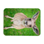 Getty Images | Baby Kangaroo Magnet (Horizontal)
