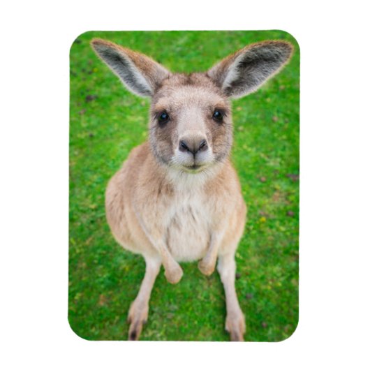 Getty Images | Baby Kangaroo Magnet (Vertikal)