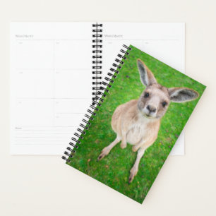Getty Images   Baby Kangaroo Planer
