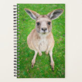 Getty Images | Baby Kangaroo Planer (Vorderseite)