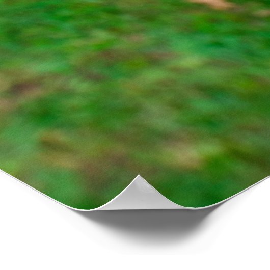 Getty Images | Baby Kangaroo Poster (Ecke)