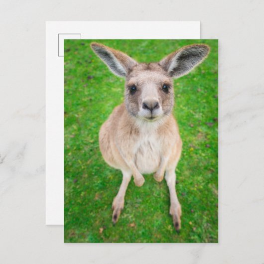 Getty Images | Baby Kangaroo Postkarte (Vorne/Hinten)