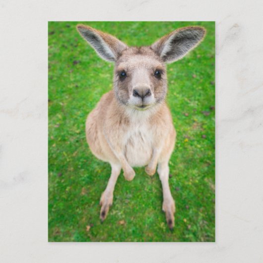 Getty Images | Baby Kangaroo Postkarte (Vorderseite)