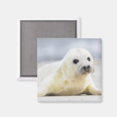 Getty Images | Baby-Siegel Magnet (Vorderseite/Rückseite)