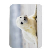 Getty Images | Baby-Siegel Magnet (Vertikal)