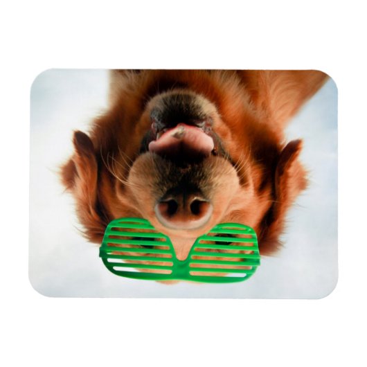 Getty Images | Brillenhund Magnet (Horizontal)