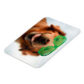 Getty Images | Brillenhund Magnet (Linke Seite)