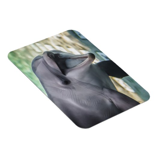 Getty Images | Delphin Magnet (Rechte Seite)