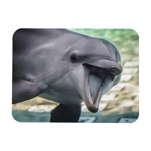 Getty Images | Delphin Magnet (Horizontal)