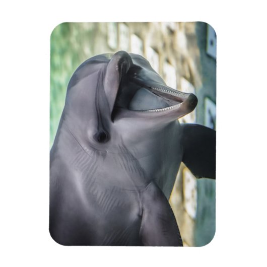 Getty Images | Delphin Magnet (Vertikal)
