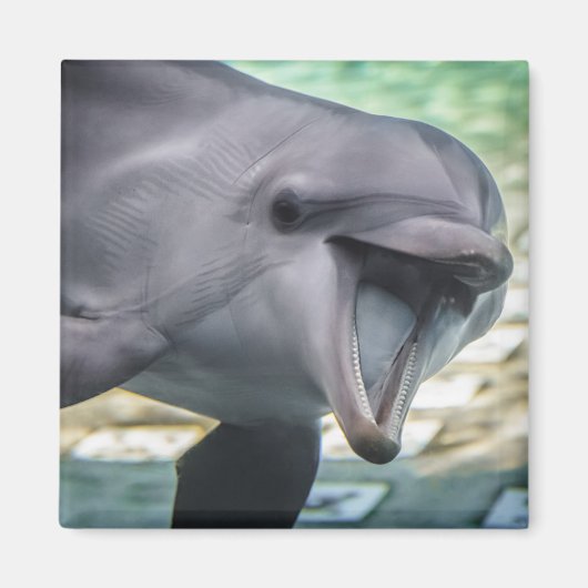 Getty Images | Delphin Magnet (Vorne)