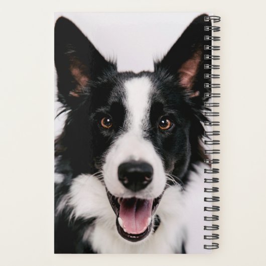 Getty Images | Eine lächelnde Grenzkollie Planer (Rückseite)