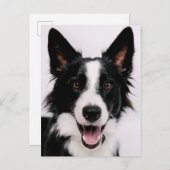 Getty Images | Eine lächelnde Grenzkollie Postkarte (Vorne/Hinten)