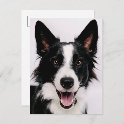 Getty Images | Eine lächelnde Grenzkollie Postkarte (Vorne/Hinten)