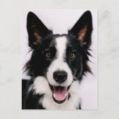 Getty Images | Eine lächelnde Grenzkollie Postkarte (Vorderseite)