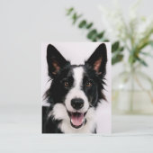 Getty Images | Eine lächelnde Grenzkollie Postkarte (Stehend Vorderseite)