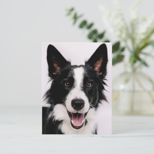 Getty Images | Eine lächelnde Grenzkollie Postkarte (Stehend Vorderseite)