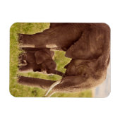 Getty Images | Elephant & Baby Magnet (Horizontal)