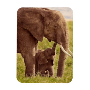 Getty Images Elephant & Baby Magnet