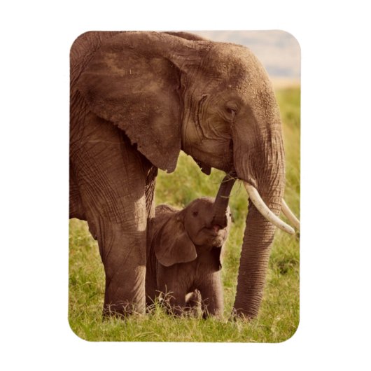 Getty Images | Elephant & Baby Magnet (Vertikal)
