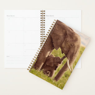 Getty Images Elephant & Baby Planer