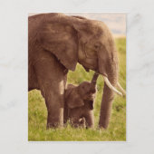 Getty Images | Elephant & Baby Postkarte (Vorderseite)