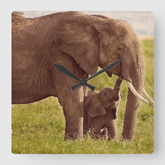 Getty Images | Elephant & Baby Quadratische Wanduhr (Vorderseite)