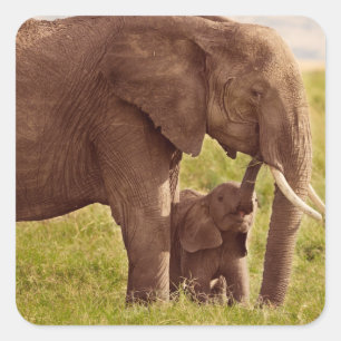 Getty Images   Elephant & Baby Quadratischer Aufkleber