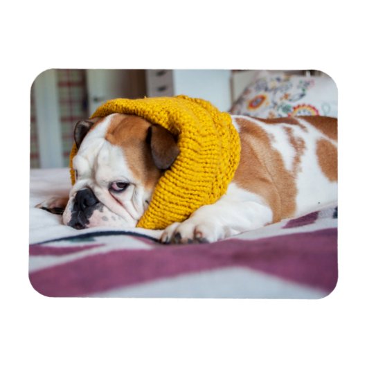 Getty Images | English Bulldog Magnet (Horizontal)