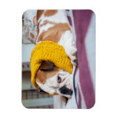 Getty Images | English Bulldog Magnet (Vertikal)