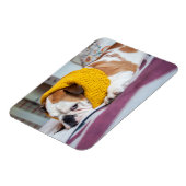 Getty Images | English Bulldog Magnet (Linke Seite)