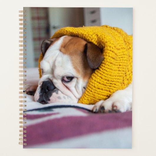 Getty Images | English Bulldog Planer (Vorderseite)