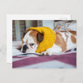Getty Images | English Bulldog Postkarte (Vorne/Hinten)