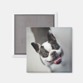 Getty Images | French Bulldog Magnet (Vorderseite/Rückseite)