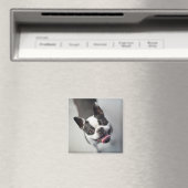 Getty Images | French Bulldog Magnet (In Situ (Geschirrspüler))