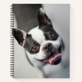 Getty Images | French Bulldog Notizblock (Vorderseite)
