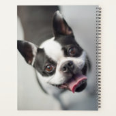 Getty Images | French Bulldog Planer (Rückseite)