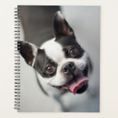Getty Images | French Bulldog Planer (Vorderseite)