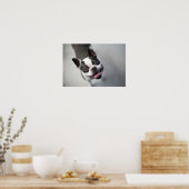 Getty Images | French Bulldog Poster (Küche)