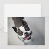 Getty Images | French Bulldog Postkarte (Vorne/Hinten)
