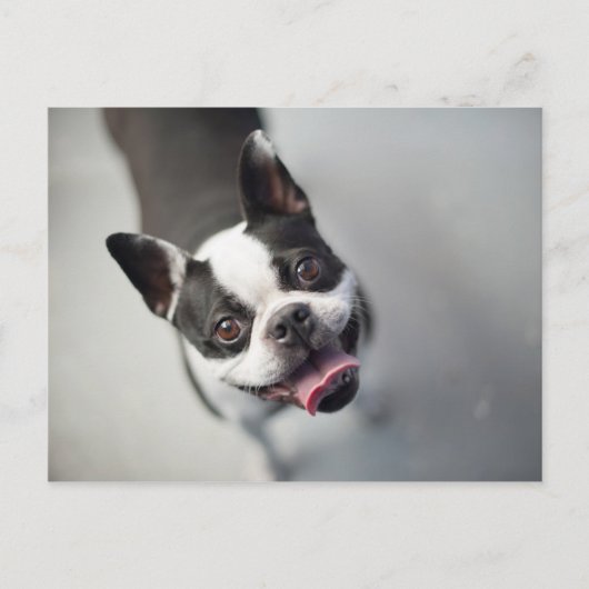 Getty Images | French Bulldog Postkarte (Vorderseite)